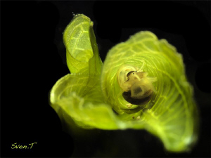 Valvata piscinalis, tiny 3mm snail by Sven Tramaux 